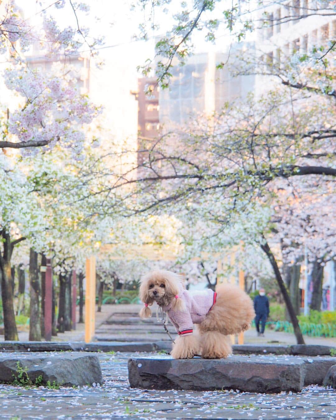 Toypoodle Mikuru?Asakusa Tokyoさんのインスタグラム写真 - (Toypoodle Mikuru?Asakusa TokyoInstagram)「20190403 Wednesday. Good morning! Friends 💕 連日の花冷え😷 体調など崩さないように気をつけてくださいね🙏🏻 . 画像は昨日のリベンジ桜🌸撮影 備忘録的なかんじで...😶 . 今朝も桜🌸撮影しようと思いましたが 思っていた以上に、今年は剪定されており、花が少ないです😿 来年はモリモリの桜が見れるとこいいなぁ😌 . #七駅七彩 #浅草駅 #花冷え」4月3日 7時26分 - purapura299