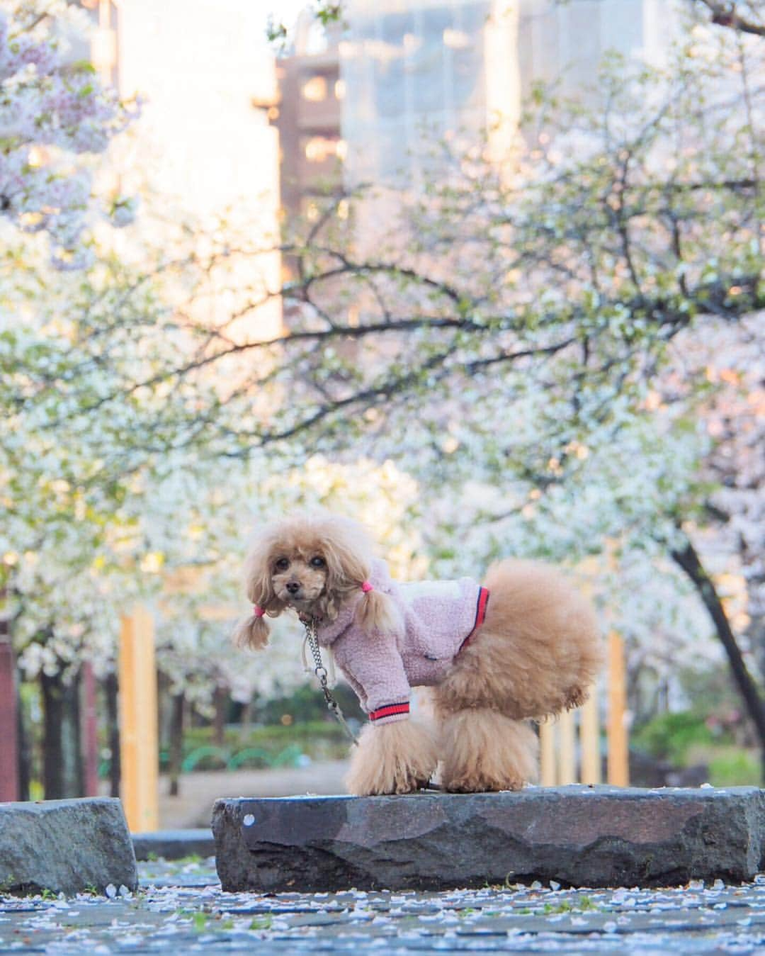 Toypoodle Mikuru?Asakusa Tokyoさんのインスタグラム写真 - (Toypoodle Mikuru?Asakusa TokyoInstagram)「20190403 Wednesday. Good morning! Friends 💕 連日の花冷え😷 体調など崩さないように気をつけてくださいね🙏🏻 . 画像は昨日のリベンジ桜🌸撮影 備忘録的なかんじで...😶 . 今朝も桜🌸撮影しようと思いましたが 思っていた以上に、今年は剪定されており、花が少ないです😿 来年はモリモリの桜が見れるとこいいなぁ😌 . #七駅七彩 #浅草駅 #花冷え」4月3日 7時26分 - purapura299