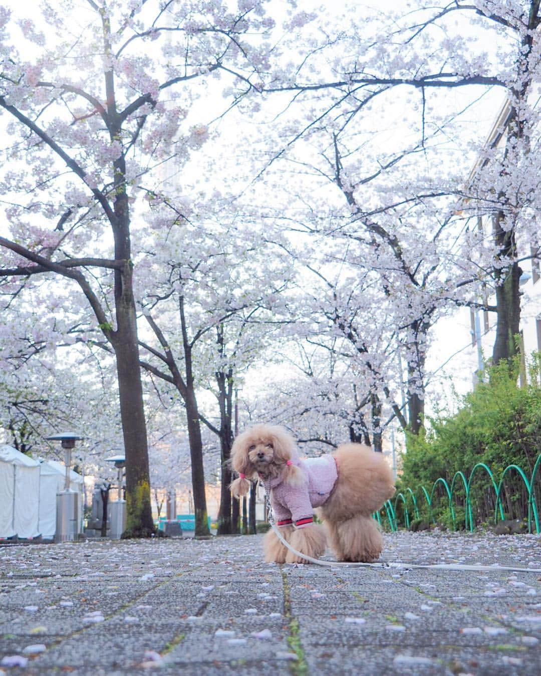 Toypoodle Mikuru?Asakusa Tokyoさんのインスタグラム写真 - (Toypoodle Mikuru?Asakusa TokyoInstagram)「20190403 Wednesday. Good morning! Friends 💕 連日の花冷え😷 体調など崩さないように気をつけてくださいね🙏🏻 . 画像は昨日のリベンジ桜🌸撮影 備忘録的なかんじで...😶 . 今朝も桜🌸撮影しようと思いましたが 思っていた以上に、今年は剪定されており、花が少ないです😿 来年はモリモリの桜が見れるとこいいなぁ😌 . #七駅七彩 #浅草駅 #花冷え」4月3日 7時26分 - purapura299