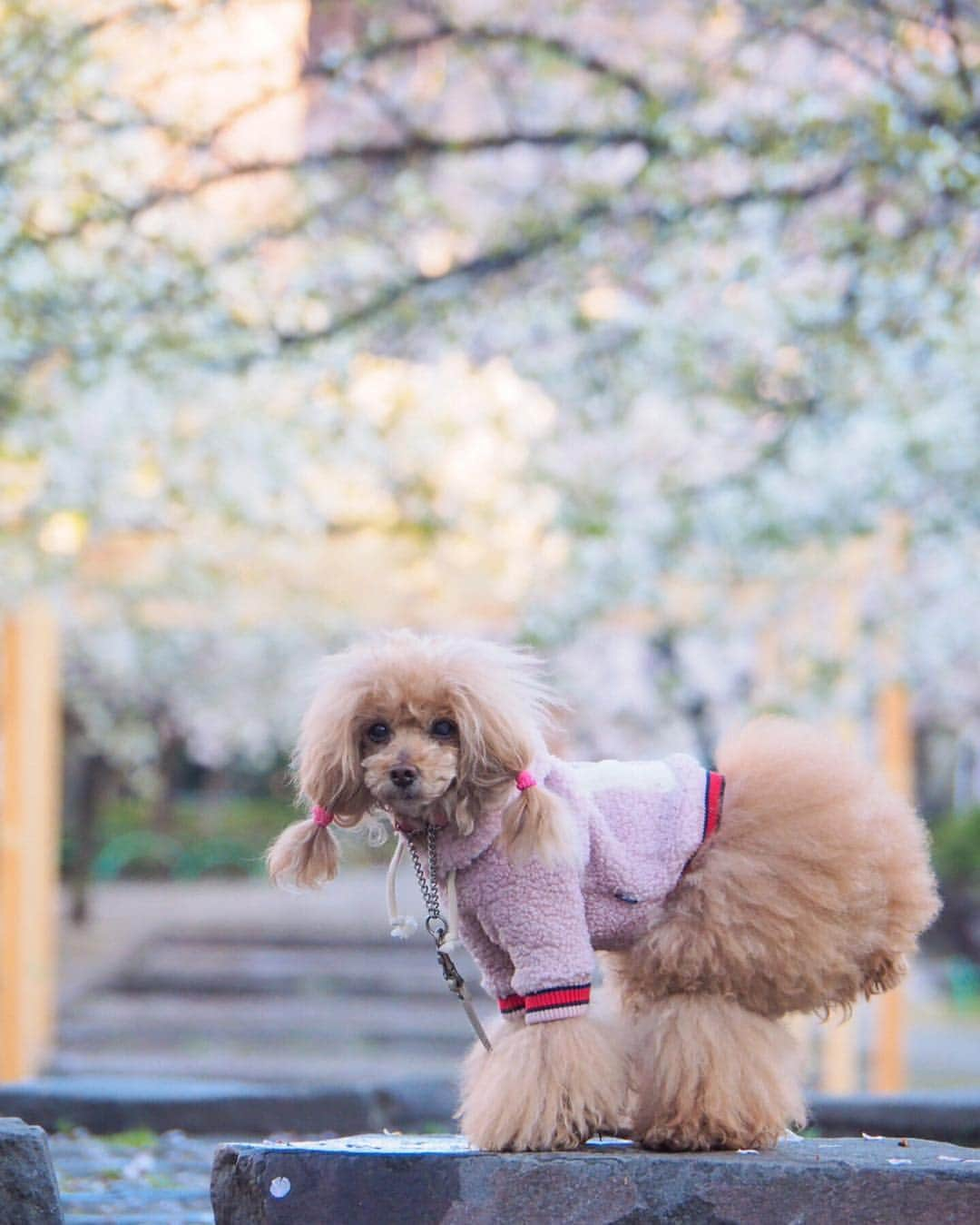 Toypoodle Mikuru?Asakusa Tokyoさんのインスタグラム写真 - (Toypoodle Mikuru?Asakusa TokyoInstagram)「20190403 Wednesday. Good morning! Friends 💕 連日の花冷え😷 体調など崩さないように気をつけてくださいね🙏🏻 . 画像は昨日のリベンジ桜🌸撮影 備忘録的なかんじで...😶 . 今朝も桜🌸撮影しようと思いましたが 思っていた以上に、今年は剪定されており、花が少ないです😿 来年はモリモリの桜が見れるとこいいなぁ😌 . #七駅七彩 #浅草駅 #花冷え」4月3日 7時26分 - purapura299