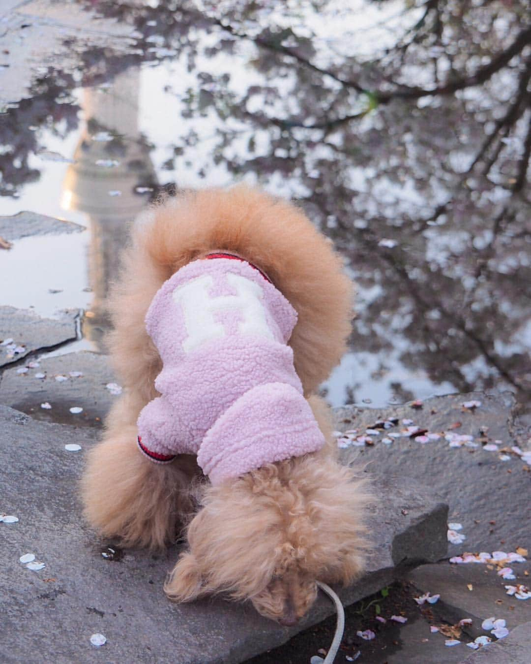 Toypoodle Mikuru?Asakusa Tokyoさんのインスタグラム写真 - (Toypoodle Mikuru?Asakusa TokyoInstagram)「20190403 Wednesday. Good morning! Friends 💕 連日の花冷え😷 体調など崩さないように気をつけてくださいね🙏🏻 . 画像は昨日のリベンジ桜🌸撮影 備忘録的なかんじで...😶 . 今朝も桜🌸撮影しようと思いましたが 思っていた以上に、今年は剪定されており、花が少ないです😿 来年はモリモリの桜が見れるとこいいなぁ😌 . #七駅七彩 #浅草駅 #花冷え」4月3日 7時26分 - purapura299