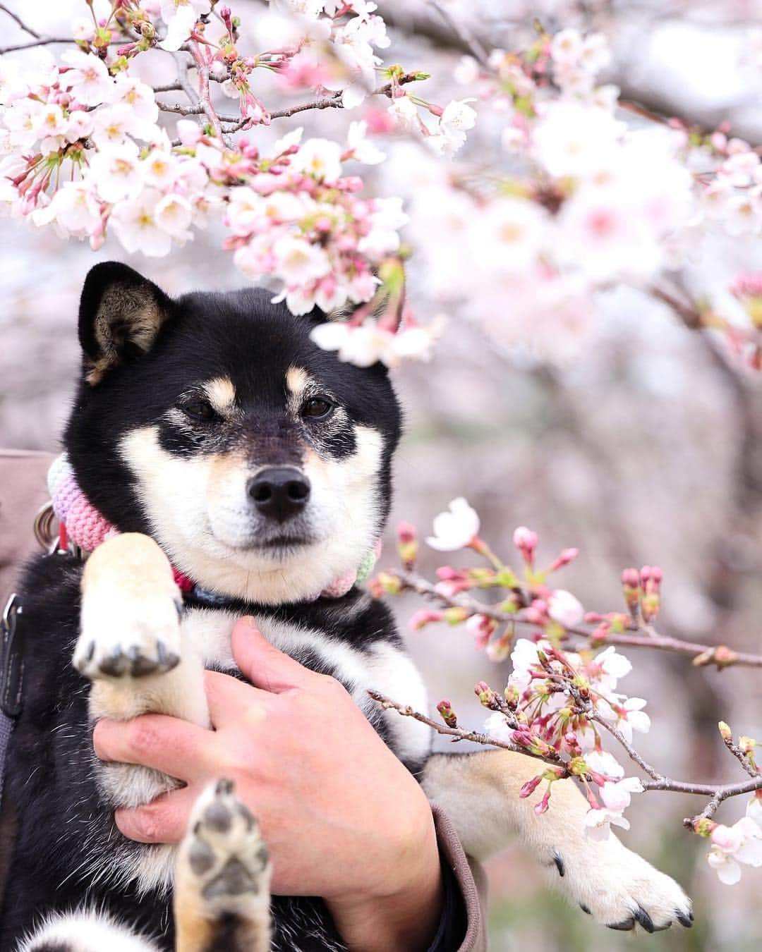 黒柴みくさんのインスタグラム写真 - (黒柴みくInstagram)「🌸🌸 ✧︎ 最近花冷えだから、桜の花長持ちしてるみたいで嬉しい😄 今週またお花見行けるといいなー💕 今日はみくは病院&サロン行ってくるね。 ✧︎ picは先週の〜。 珍しくみくりなを交互に抱っこしてくれたよ🙆🏻‍♂️🐻🦊 いつもは、重たくて腕が疲れる〜って拒否される😂 ✧︎ #お写んぽ #sakura  #cherryblossom ✧︎ ✧︎ 📷 #EOSRP ＋RF24-105mm F4 L IS USM⠀ ✧︎ ✧︎ #黒柴みく 🐾6歳 #柴犬りな 🐾7ヶ月 2019.4.3㊌」4月3日 7時28分 - 9648miku