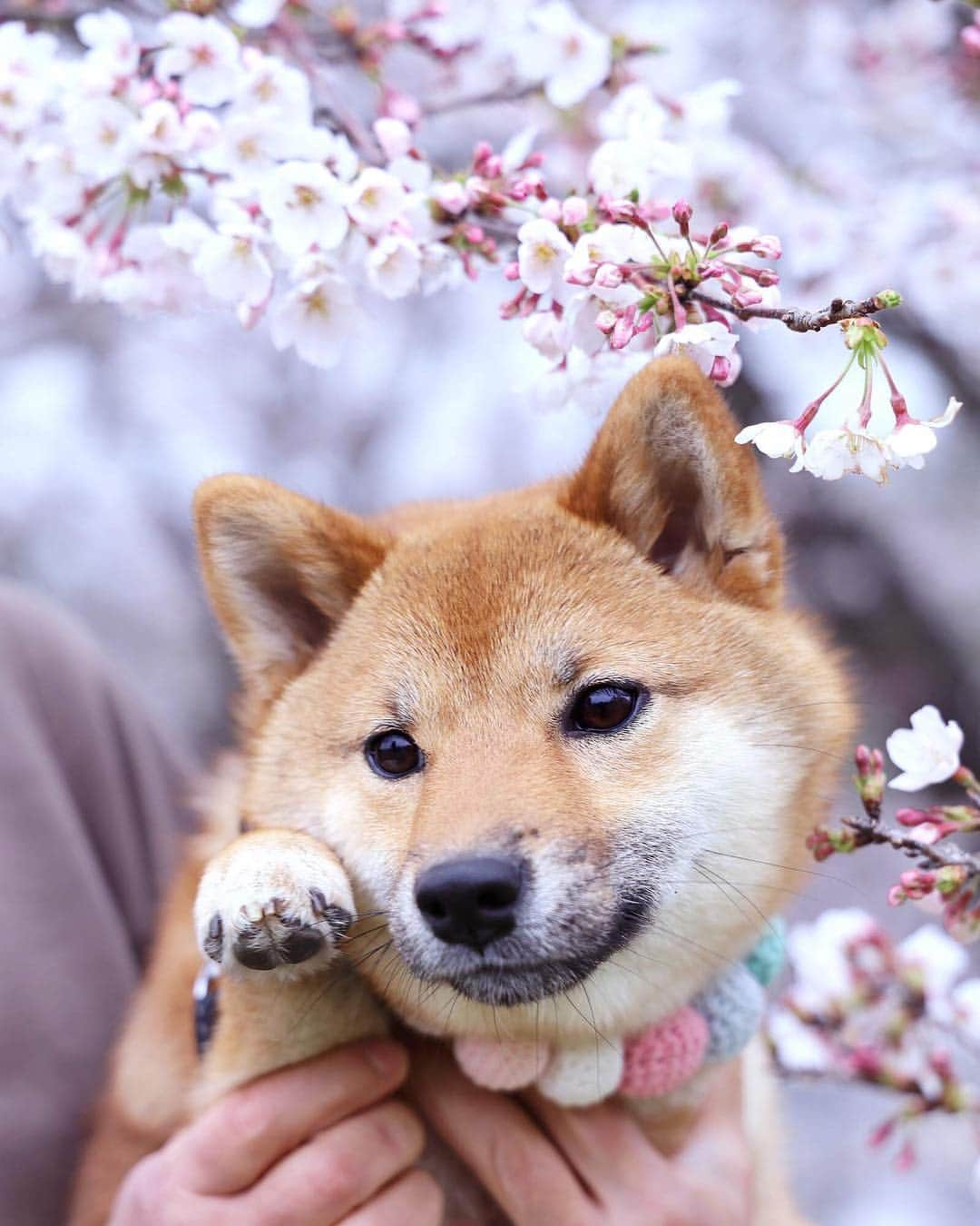 黒柴みくさんのインスタグラム写真 - (黒柴みくInstagram)「🌸🌸 ✧︎ 最近花冷えだから、桜の花長持ちしてるみたいで嬉しい😄 今週またお花見行けるといいなー💕 今日はみくは病院&サロン行ってくるね。 ✧︎ picは先週の〜。 珍しくみくりなを交互に抱っこしてくれたよ🙆🏻‍♂️🐻🦊 いつもは、重たくて腕が疲れる〜って拒否される😂 ✧︎ #お写んぽ #sakura  #cherryblossom ✧︎ ✧︎ 📷 #EOSRP ＋RF24-105mm F4 L IS USM⠀ ✧︎ ✧︎ #黒柴みく 🐾6歳 #柴犬りな 🐾7ヶ月 2019.4.3㊌」4月3日 7時28分 - 9648miku