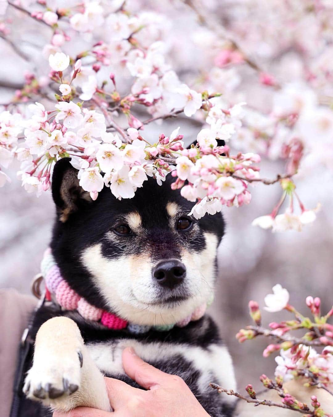 黒柴みくさんのインスタグラム写真 - (黒柴みくInstagram)「🌸🌸 ✧︎ 最近花冷えだから、桜の花長持ちしてるみたいで嬉しい😄 今週またお花見行けるといいなー💕 今日はみくは病院&サロン行ってくるね。 ✧︎ picは先週の〜。 珍しくみくりなを交互に抱っこしてくれたよ🙆🏻‍♂️🐻🦊 いつもは、重たくて腕が疲れる〜って拒否される😂 ✧︎ #お写んぽ #sakura  #cherryblossom ✧︎ ✧︎ 📷 #EOSRP ＋RF24-105mm F4 L IS USM⠀ ✧︎ ✧︎ #黒柴みく 🐾6歳 #柴犬りな 🐾7ヶ月 2019.4.3㊌」4月3日 7時28分 - 9648miku