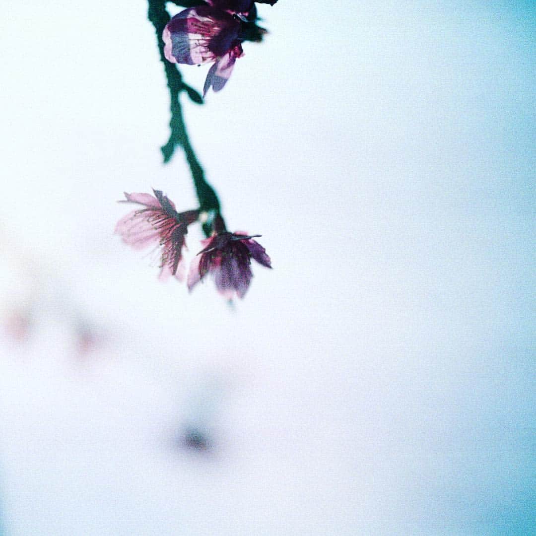 のインスタグラム：「.﻿ 2019.04.03﻿ ﻿ gᵒᵒᒄ  ᔿᵒʳᐢⁱᐢg *⿻｡* . ﻿ ﻿ ﻿ 昨日の写真やっぱり人気ないねー﻿ いいねが少ない（笑）﻿ 私は大好きなんだけどね。﻿ ﻿ またまた嬉しい旅が増えました。﻿ なんか楽しくなりそうな令和の時代。﻿ ﻿ ﻿ ＊﻿ ﻿ そして先日のどーでもいい話し﻿ 3.24にアップした職場のスニーカーで すぐ靴下に穴があく事件﻿ まだまだ続いてます。 どんどん靴下がなくなっていってます（涙） ﻿ いつなったら穴が開かなくなるのかなー^^;﻿ ﻿ #どーでもいい話  _____________________________________________🌸🌸🌸﻿ ______________﻿ ﻿ #Cherryblossom﻿ ﻿#rolleiflex28f  #寒緋桜 #桜🌸 #数少ない今年撮った桜」