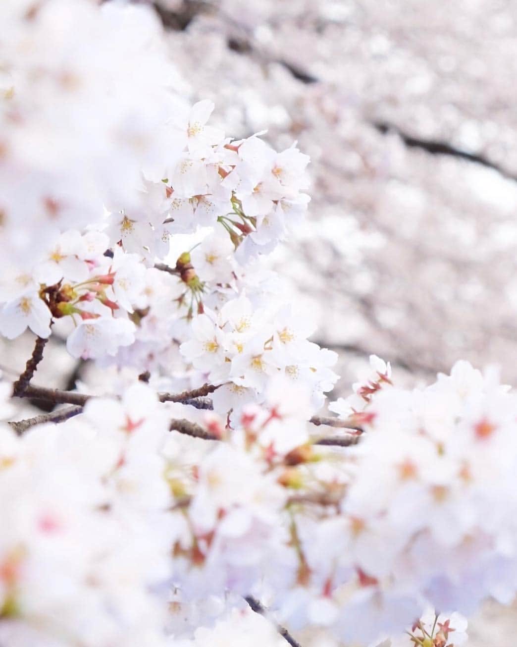 武智志穂さんのインスタグラム写真 - (武智志穂Instagram)「冬の寒さに耐え、春になるとこんなにも綺麗な花を咲かせる桜には、いつも勇気とパワーと癒しをもらうね🌸 だから好きなんだろうなぁ〜、桜。 今日も良い一日を😚 ‌ #桜 #砧公園 #お花見 #東京」4月3日 7時41分 - shiho_takechi