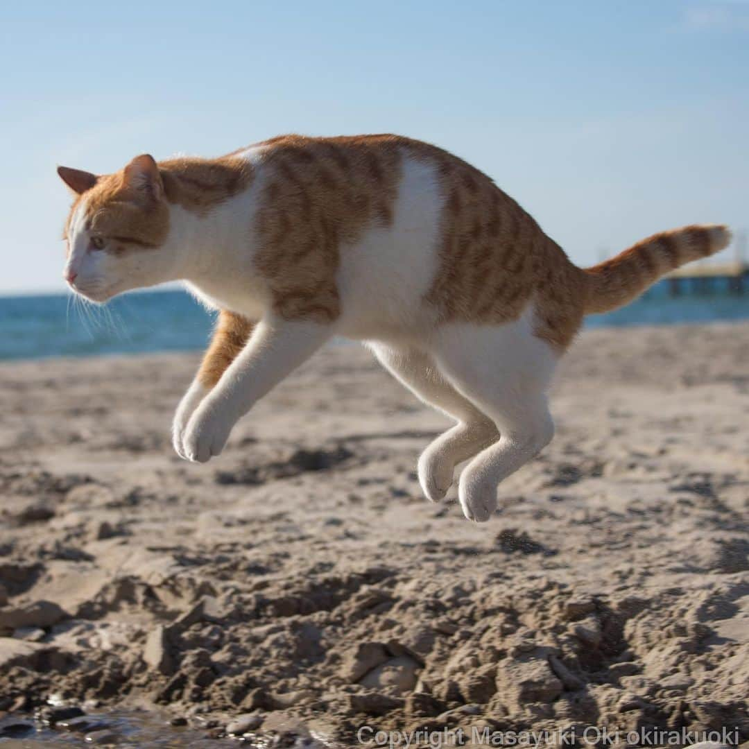 Masayukiさんのインスタグラム写真 - (MasayukiInstagram)「浮く。  おはようございます。 Good morning from Tokyo Japan ☀️ #cat #ねこ」4月3日 7時57分 - okirakuoki