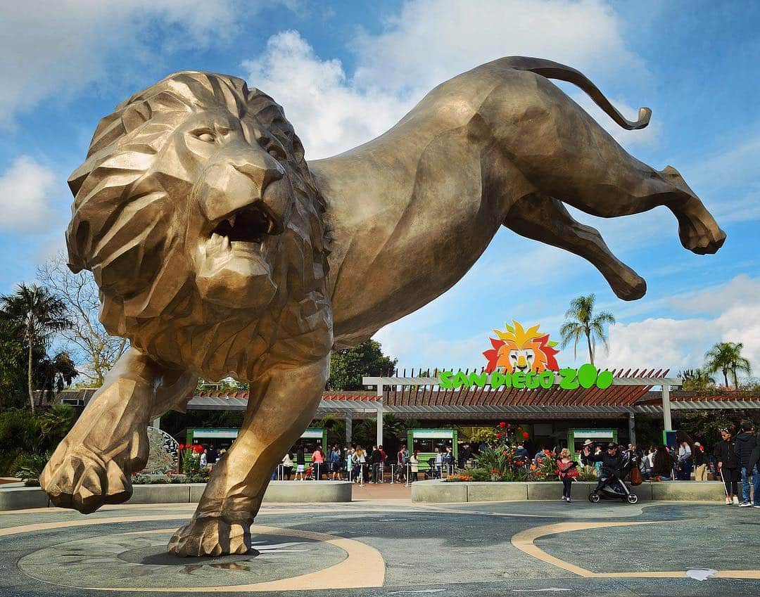 San Diego Zooさんのインスタグラム写真 - (San Diego ZooInstagram)「🚨 #ContestAlert 🚨 Share your shots of the larger-than-life Rex the Lion 🦁 statue on @instagram with #rexsroar to enter to win a behind the scenes experience for four. Pro tip: admission not required 😉 More info and terms at link in bio. #InstaContest #SanDiegoZoo 📷: Mike Wilson」4月3日 7時54分 - sandiegozoo