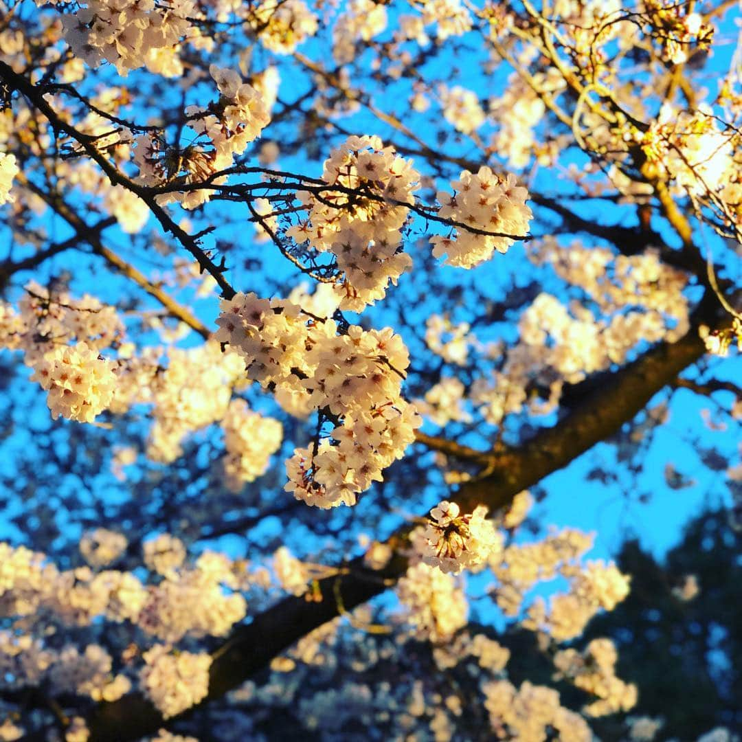 凰津りささんのインスタグラム写真 - (凰津りさInstagram)「おはようございます☀ . . 新元号も決まり、4/1の夕刊からは『令和』の話題でもちきりです✨ . 平成も残り1ヶ月、 平成に生まれてきた事を誇りに思い、5/1からは新たなる元号『令和』への第一歩を力強く生き抜かなければ。。。 . 今上天皇陛下、 そして皇后 美智子様と共に守られた日本🇯🇵 そんな平成の世に生まれることが出来、光栄でした。 . 満開の桜の花に日本人の心も映し出され、 新元号発表という節目に何か思わざるを得ない4月の始まりになりました🌸 . . . 余談ですが、 日本史を、知れば知るほど 歴史とは繰り返されるもので、 歴史を変える瞬間や、移り行く時代は必ずや人間の心が作り、欲や変化を求めた結果に過ぎない。 歴史も人生もタラレバを言っちゃったらキリがないけど。それがまた楽しいんだろーなーww . だから何？ と言いたくなるよーなものですがw たまには語りたくなるさ！！ . #新元号 は #令和 #天皇陛下万歳  #平成万歳 #日本人として #生きる」4月3日 7時58分 - outsu.risa95