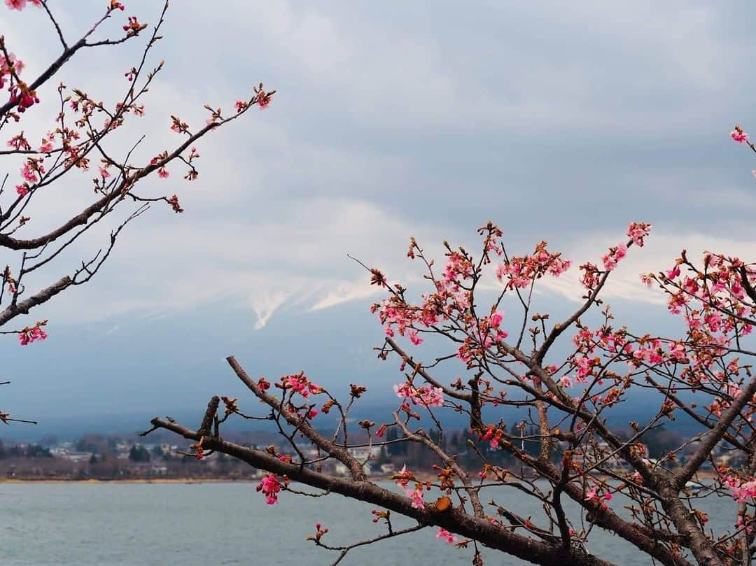 フランス大使館さんのインスタグラム写真 - (フランス大使館Instagram)「河口湖の #桜。向こう側に富士山も見えますね🗻。大使館職員が週末撮影した写真です📸🌸 #花見 Vue des #Sakura du lac Kawaguchi. On peut apercevoir le majestueux mont Fuji de l’autre côté 🗻. Un agent de l’ambassade a pris cette photo le weekend dernier lors d'un déplacement. #Hanami 📸🌸」4月3日 8時00分 - ambafrancejp