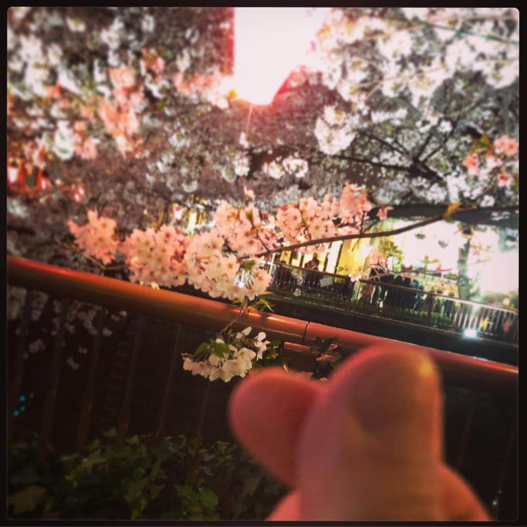 デッカチャンさんのインスタグラム写真 - (デッカチャンInstagram)「‪チキン片手に中目黒で豊満乃風メンバーでお花見に行ってきました🌸‬ ‪この後、手がベトベトに。‬ ‪桜の花は見とれちゃいますね。‬ ‪#豊満乃風 #花見 #中目黒‬」4月3日 8時02分 - dekkachan2003