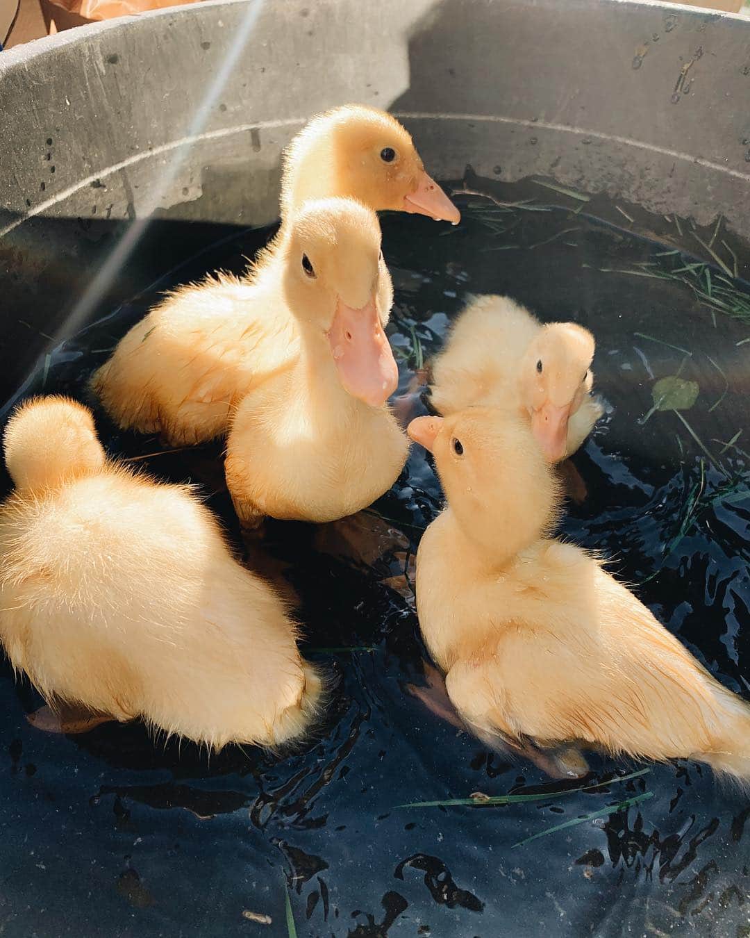 クリスティン・カヴァラーリさんのインスタグラム写真 - (クリスティン・カヴァラーリInstagram)「Baby ducks 💛 our latest additions」4月3日 8時21分 - kristincavallari