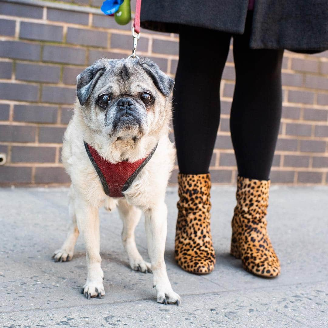 The Dogistさんのインスタグラム写真 - (The DogistInstagram)「Hank, Pug (15 y/o), 10th & Bleecker St., New York, NY • “My husband rescued him while in college, so he lived in a fraternity house for two years. Everyone still asks about him and can't believe he’s still alive. He can’t eat solid food; we grind his food up in a blender.”」4月3日 8時31分 - thedogist