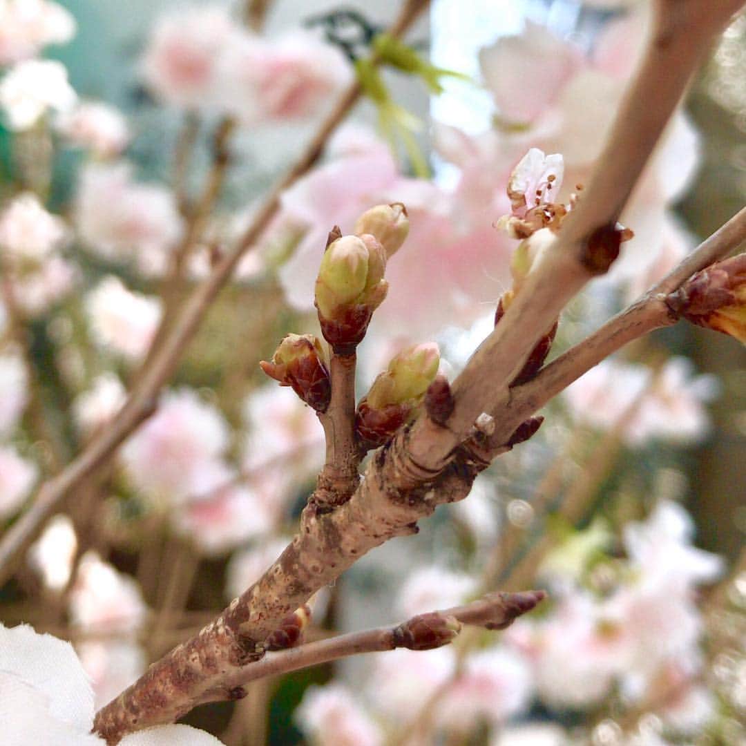 AMAZING COFFEEさんのインスタグラム写真 - (AMAZING COFFEEInstagram)「. AMAZING COFFEE OSAKA SOUTH SIDE🌸 . 桜🌸満開イベントで皆様が満開にしてくださった、OSAKAの桜の枝に... . 本物の蕾が顔をだしてくれています⤴︎⤴︎🌱 . 自分の力で花を咲かせることのできない桜の枝に、みなさまの愛と笑顔が奇跡の命を吹き込んでくれました☺️🌸 . ぜひぜひ、この春に顔をのぞかせたAMAZINGの桜を見に来てくださいね🌸 . #AMAZINGCOFFEE #OSAKASOUTHSIDE #満開 #AMeCO #アメコ #coffee #🌸」4月3日 8時36分 - amazing_coffee_official