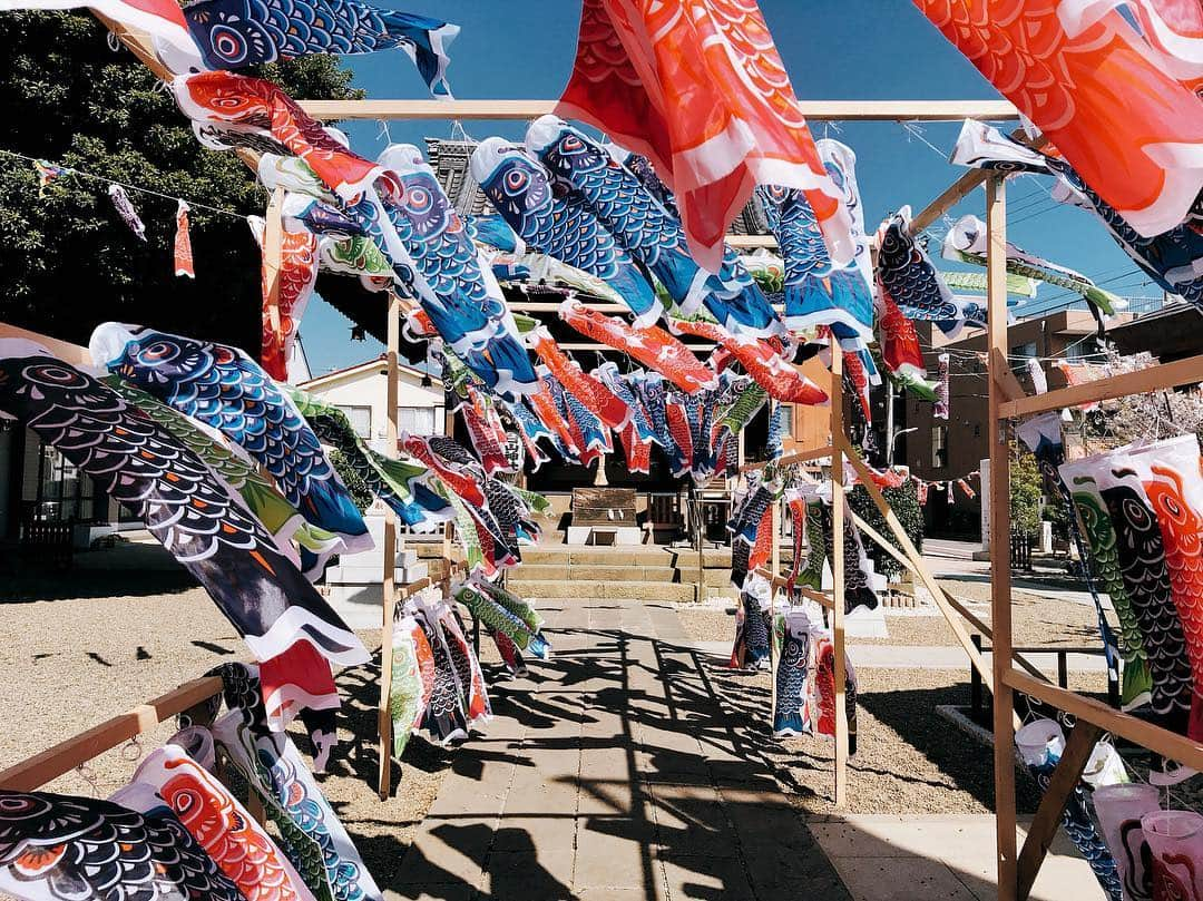 石川文菜さんのインスタグラム写真 - (石川文菜Instagram)「. . . 🎏✨ . . . #pic #photo #japan #japan_of_insta #japan_daytime_view」4月3日 14時05分 - bun0404