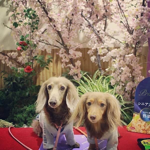 くるみんのインスタグラム：「* まだまだ続く、インターペット2019  デビフさんのブースにあった、春らしい桜🌸のセット  #ミニチュアダックス #ミニチュアダックスフント #ミニチュアダックスフンド #イザベラ #イザベラタン #カニンヘンダックスフント #カニンヘンダックスフンド #カニンヘンダックス #カニンヘン #チョコタン #チョコタンダックス #ダックスフンド #ダックスフンドチョコタン #ダックス多頭飼い #ダックス #ダックスフント #インターペット2019 #デビフ  #わんこなしでは生きていけません会 #ワンコなしでは生きて行けません会 #いぬばか部 #いぬすたぐらむ #短足部 #east_dog_japan #dogstagram #instagramdogs #instadachs #kyounodachs #dachshund #todayswanko」