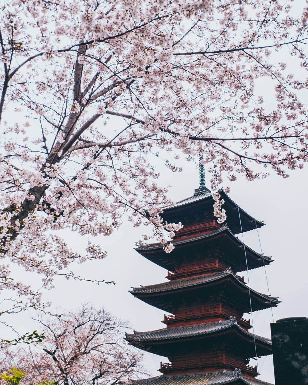 Galaxy Mobile Japanさんのインスタグラム写真 - (Galaxy Mobile JapanInstagram)「天気はくもりだったけど…ピンクの桜はとても鮮やかでかわいかったです♪ 📸#GalaxyNote9 #Noteのある生活 #withgalaxy Photo by @8s_hero」4月3日 9時00分 - samsungjpn