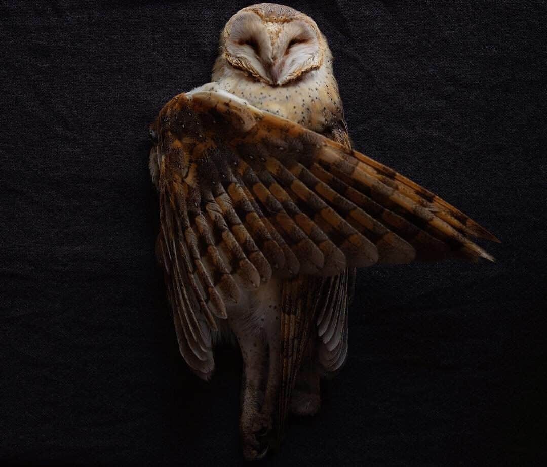 のインスタグラム：「Photo by @chancellordavid | The moon shadows drown the barn owl flight. Lorries thunder on as nature settles down for the night. For some, there will be no dawn.  On the road toward the Eastern Cape of South Africa. To see more work and projects follow me here @chancellordavid @everydayextinction @thephotosociety #southafrica #barnowl」