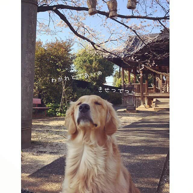 ikumiさんのインスタグラム写真 - (ikumiInstagram)「* * 4/3/2019 ☀️ . ゔぃゔぃ、いってくるけん…でつ！ . 中国地方界隈のみなさま #お転婆怪獣 見かけましたら よろしくお願いします。 ジャンピングアタック注意です😂 . 昨日は沢山のコメント ありがとうございます😭 これからもよろしくお願いします。 * * #goldenretriever#golden#retriever#instadog#instagolden#犬バカ部#ふわもこ部#大型犬のいる暮らし#Viviana#ヴィヴィの育児日記#1歳9ヶ月#2019年4月」4月3日 9時09分 - ikumi.betty_jupiter