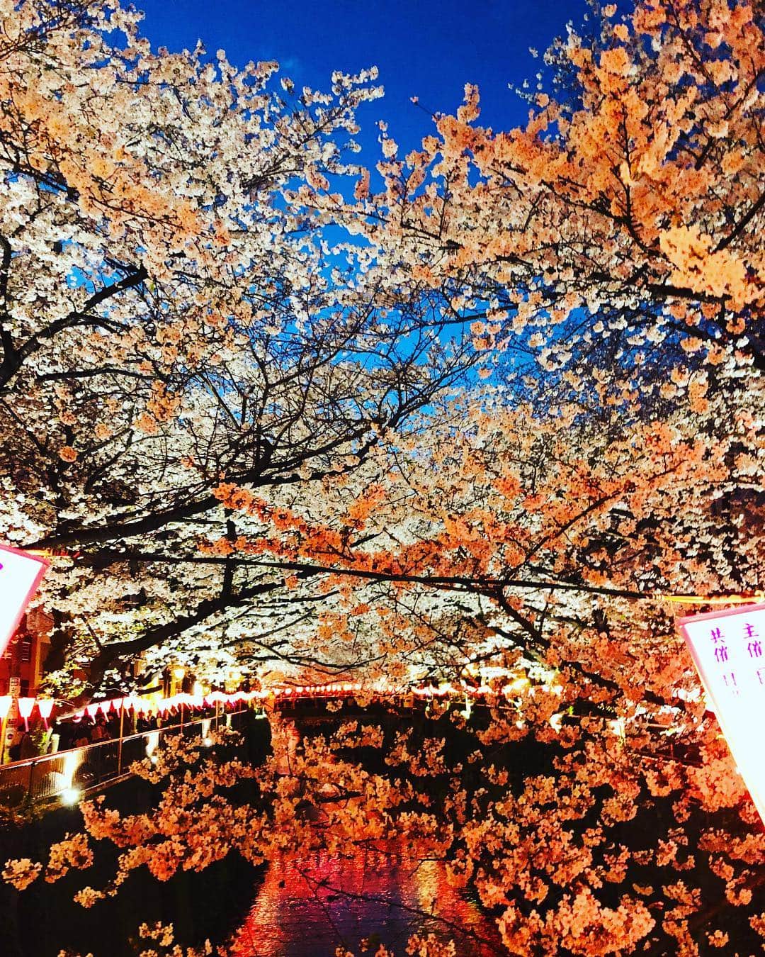 福田ゆみさんのインスタグラム写真 - (福田ゆみInstagram)「目黒川の桜。やっぱり綺麗だった。 ただ人が多すぎて、すぐ退散しちゃったけどチラッと。 こんなに人多かったっけな？  #夜桜 #目黒川 #お花見」4月3日 9時12分 - yumifukuda0511