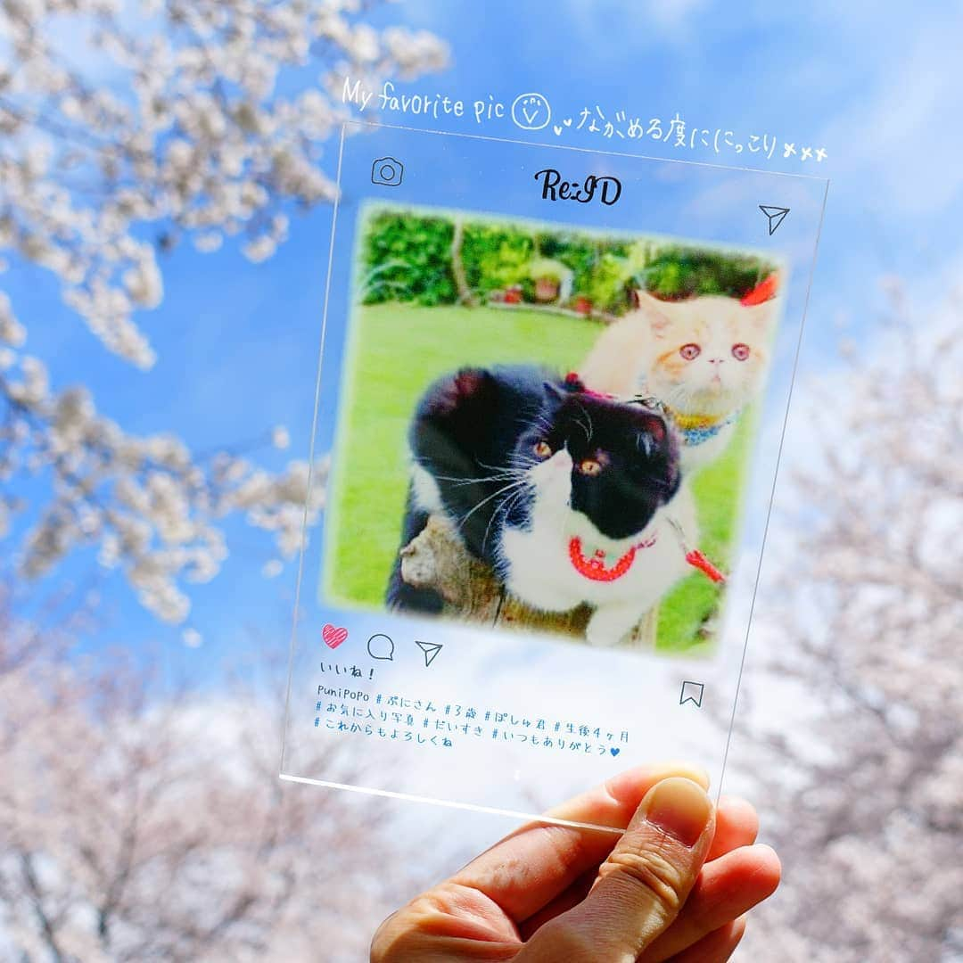 なっつ。さんのインスタグラム写真 - (なっつ。Instagram)「2019.4.3.wednesday @re__id さんから お声かけいただき 素敵な#アクリルアート を お気に入り写真で 作っていただきました♡  やってみたかった空にかざしての 写真をパチリ♡📸 こういうオリジナルアイテムって 嬉しくなる♡  桜と青空✨ めっちゃ気持ちよかったー😊 ・ ・ ・ #re_id #オリジナルアクリルアート#記念日プレゼント#誕生日プレゼント」4月3日 9時17分 - punipopo