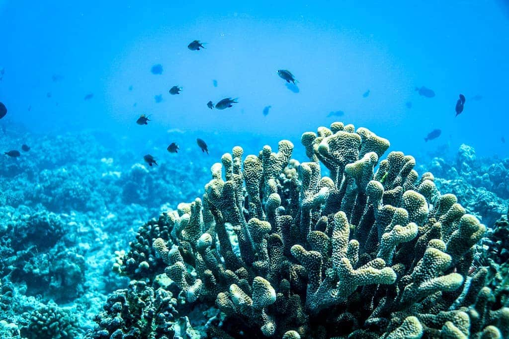 And Youさんのインスタグラム写真 - (And YouInstagram)「Is coral a plant, animal or rock? 🌊  Most coral is actually an animal, because it does not make its own food. Some coral even hunt at night. But coral also form a relationship with  plants like algae, which help them harvest energy from the sun during the day. And when coral passes away, it leaves behind calcified rock. So it turns out it's a little bit of everything! #chasingcoral #coral #coralreef #ocean #saveourseas」4月3日 9時19分 - dolphinsandyou