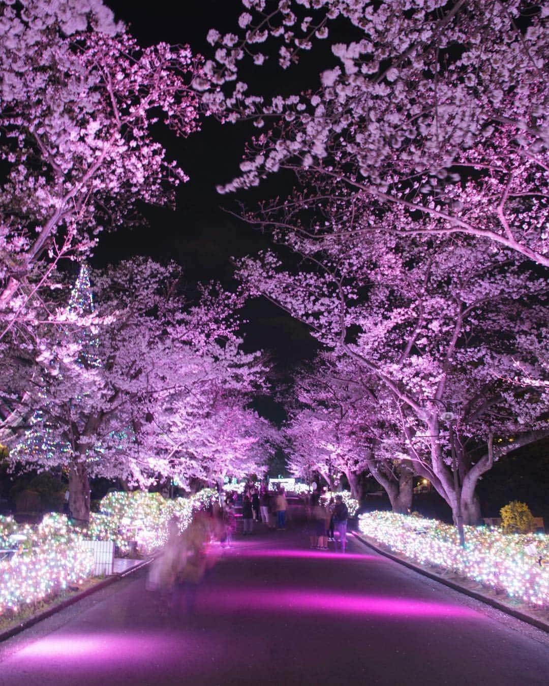 よみうりランドさんのインスタグラム写真 - (よみうりランドInstagram)「【夜桜ジュエルミネーション】 4月7日（日）まで開催される「夜桜ジュエルミネーション」。 満開の桜と宝石イルミネーションが織りなす幻想的な春景色をお楽しみください。 春のフォトコンテストも開催中！詳しくはHPで。 http://www.yomiuriland.com/event/haru-photo.html [Night Sakura Jewel Illumination] The “Night Sakura Jewel Illumination” will be held until Sunday April 7th. Please enjoy the fantastic scenery of interwoven cherry blossoms and jewelry-like illuminations during the full bloom period. We are also holding a spring photo contest! More details on our webpage! http://www.yomiuriland.com/event/haru-photo.html  #よみラン春のフォトコン #よみうりランド #東京 #Tokyo  #Japan #amusementpark #イルミネーション #ジュエルミネーション #jewellumination  #遊園地 #休日 #小旅行 #女子旅  #観光スポット #観光地 #instagood #インスタ映えスポット #宝石イルミ #いいねしてね #海外旅行大好き #桜 #よみうりランド桜情報 #桜満開 #flowers #花 #春 #花見 #Cherryblossoms #サクラ」4月3日 9時25分 - yomiuriland