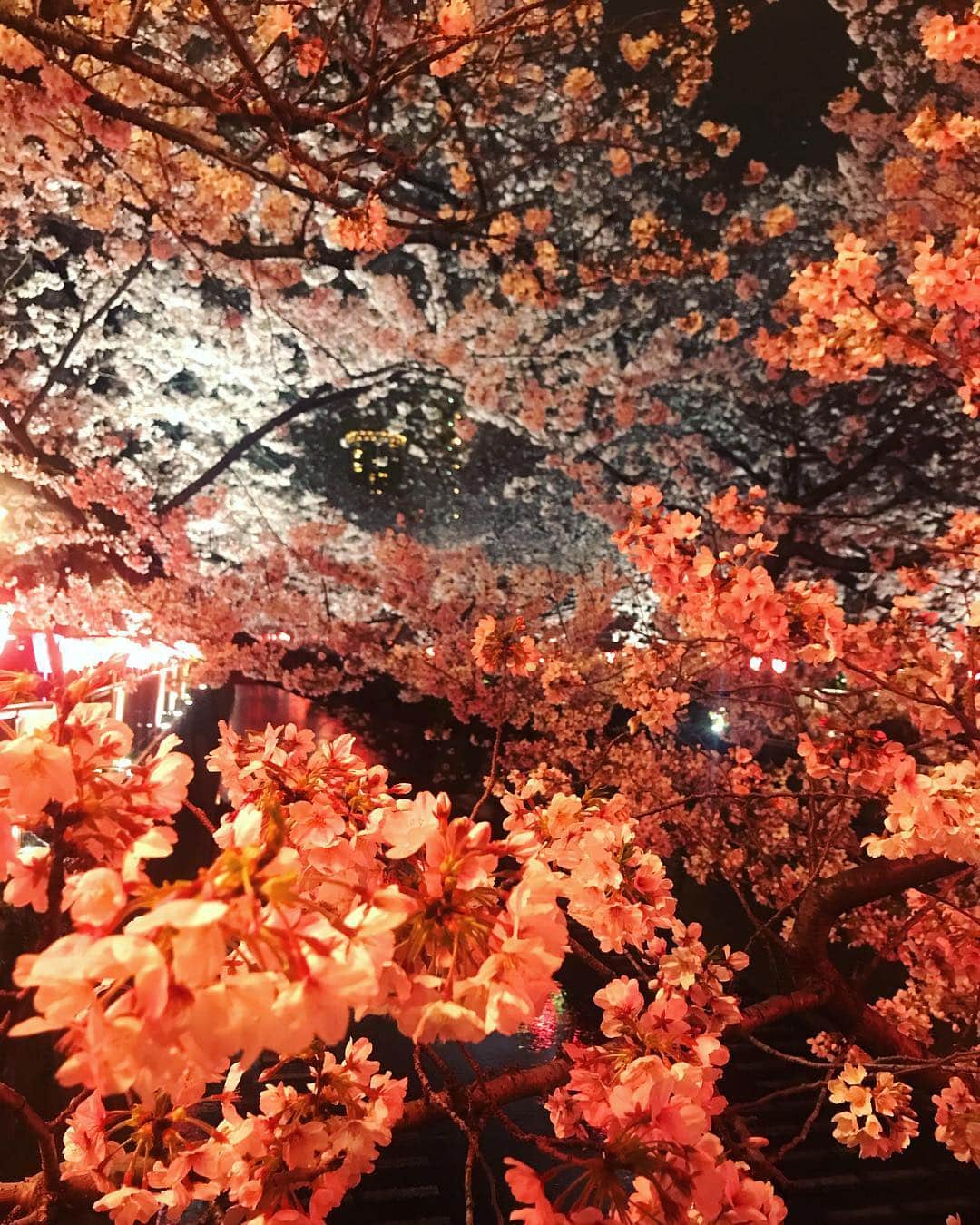 早坂香須子さんのインスタグラム写真 - (早坂香須子Instagram)「数日前の中目黒の桜は満開で夢のようだった。 ほんとは散る頃が1番好き。  今年は長いね。有り難う🌸🌸🌸🌸」4月3日 9時20分 - kazukovalentine