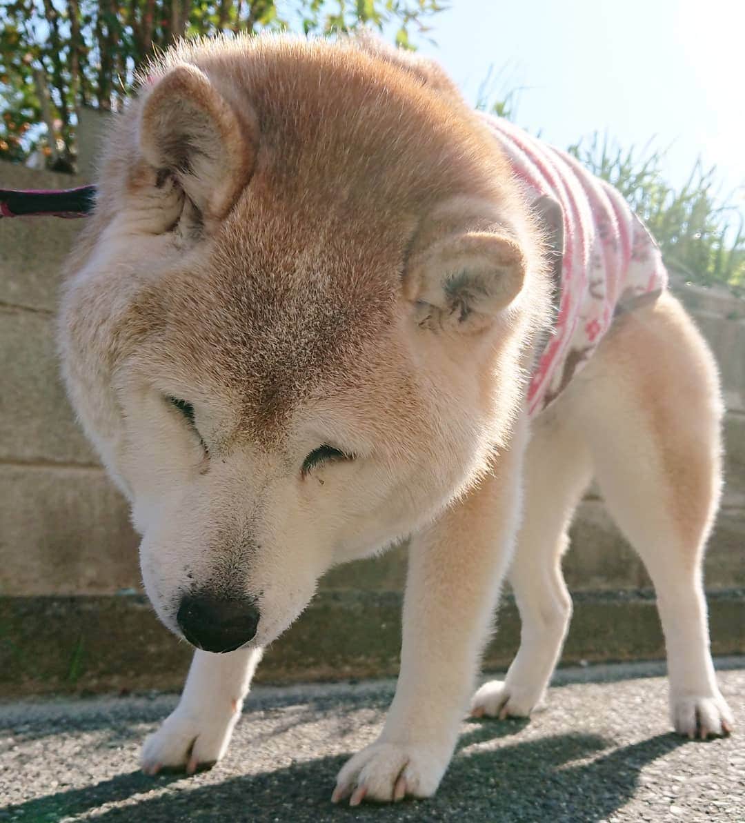 柴子さんのインスタグラム写真 - (柴子Instagram)「おはようございます。 今朝はちょっと暖かいね(*^^*) #柴犬　#shibainu #shibastagram」4月3日 9時30分 - senogawadogs