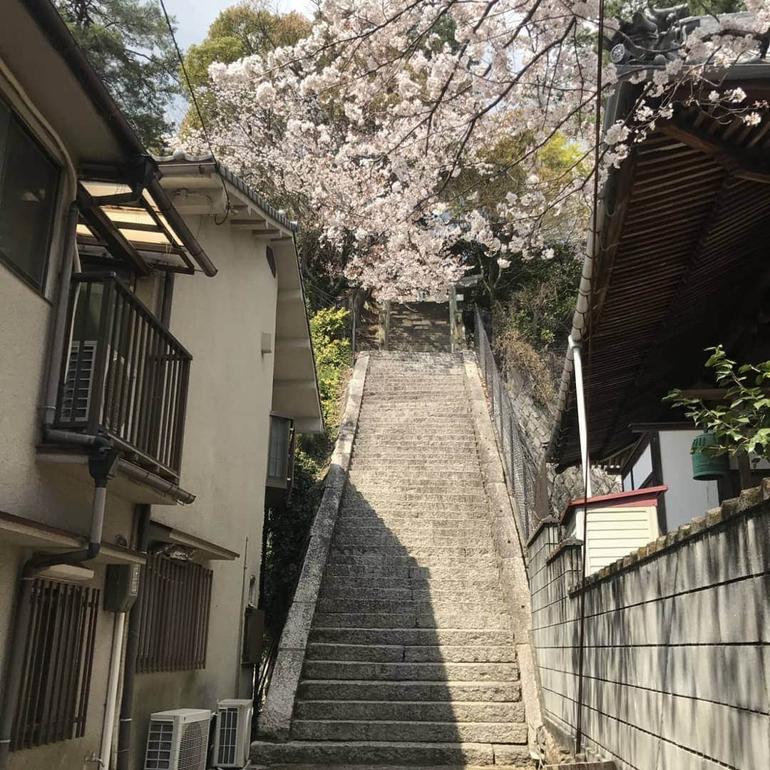 ホテル宮島別荘さんのインスタグラム写真 - (ホテル宮島別荘Instagram)「おはようございます。ホテル宮島別荘の松本です。 桜も満開でたくさんのお客様にお越し頂いています。ありがとうございます。 アセビの花も咲いていましたので紹介させてもらいます。このアセビは有毒で鹿も食べない植物です。ぜひ探してみて下さい。 #宮島 #広島 #ホテル宮島別荘」4月3日 9時39分 - _miyajima_villa