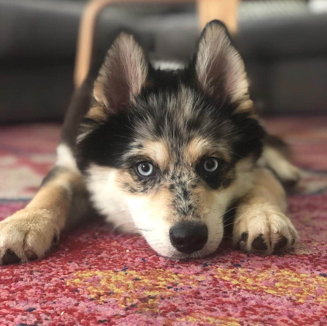 チャチー・ゴンザレスのインスタグラム：「Happy 1st bday to my little boy @t.rexthepom ❤️ i can’t believe he’s already 1! I cannot stress how much T. Rex has gotten me through and changed my life. Thank you for loving me unconditionally even when I don’t have cookies for you. You’re the goodest boy and mommy loves you SOOOOO MUCH. Don’t know what I’d do without you sweet boy 🐶」