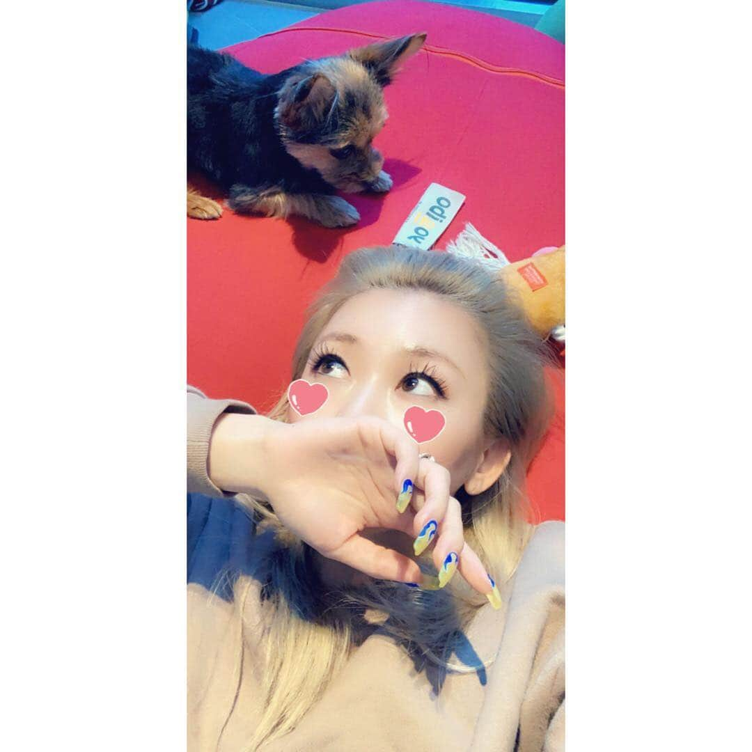 倖田來未さんのインスタグラム写真 - (倖田來未Instagram)「あたしの休息エリアyogiboの上でまったりナウ。﻿ うちのわんこもみんなここで日向ぼっこするの笑笑﻿ ﻿ そして、我が家に来るお客様はみなさん、ここに座ると、うたた寝してしまうのはここだけの話にしよう。﻿ なーーんか、今日顔が違うなぁと思ったら、裸眼でした😫ギョエーーー﻿ さすが、スナチャ💖﻿ ﻿ #マツエクも #ペロン #なってる #リデュア #でカバーせにゃ #さすが #スナチャ #snapchat #カメラ #アプリ #快適で動けなくなる #魔法のソファー #yogibo #倖田來未 #kodakumi #プロデュース #アイライナー #beauty #cosmetics﻿ #水曜日 #wendnesday」4月3日 9時49分 - kodakumi_official