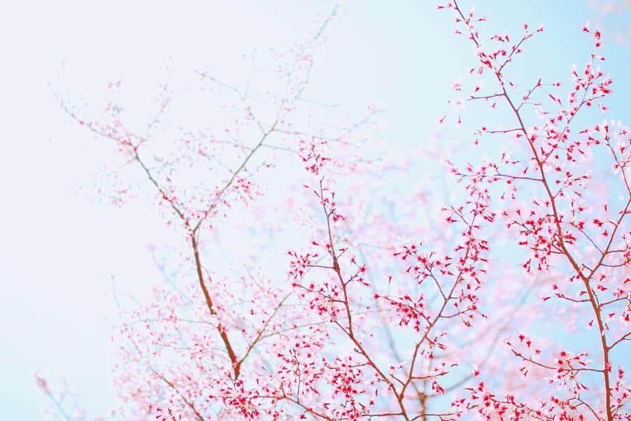 樋口智恵子さんのインスタグラム写真 - (樋口智恵子Instagram)「Hanami🌸🍵🌸 Cherry blossom tea and Japanese Wagashi🌸🍵🌸 . . . . 京都「亀屋友永」の桜松露🌸こちらの松露が大好きで、特にこの季節限定の桜松露が、和菓子の中で1番好きです🇯🇵 桜型のお干菓子は伊勢丹で松露の横に並べてられていて、あまりにも可愛くてつい🥰🌸 . . . . #hanami #桜 #wagashi #teatime #花見 #astierdevillatte #cherryblossom #spring #和菓子 #亀屋友永 #京都スイーツ #京菓子 #桜スイーツ #器好き」4月3日 9時52分 - chieko_higuchi