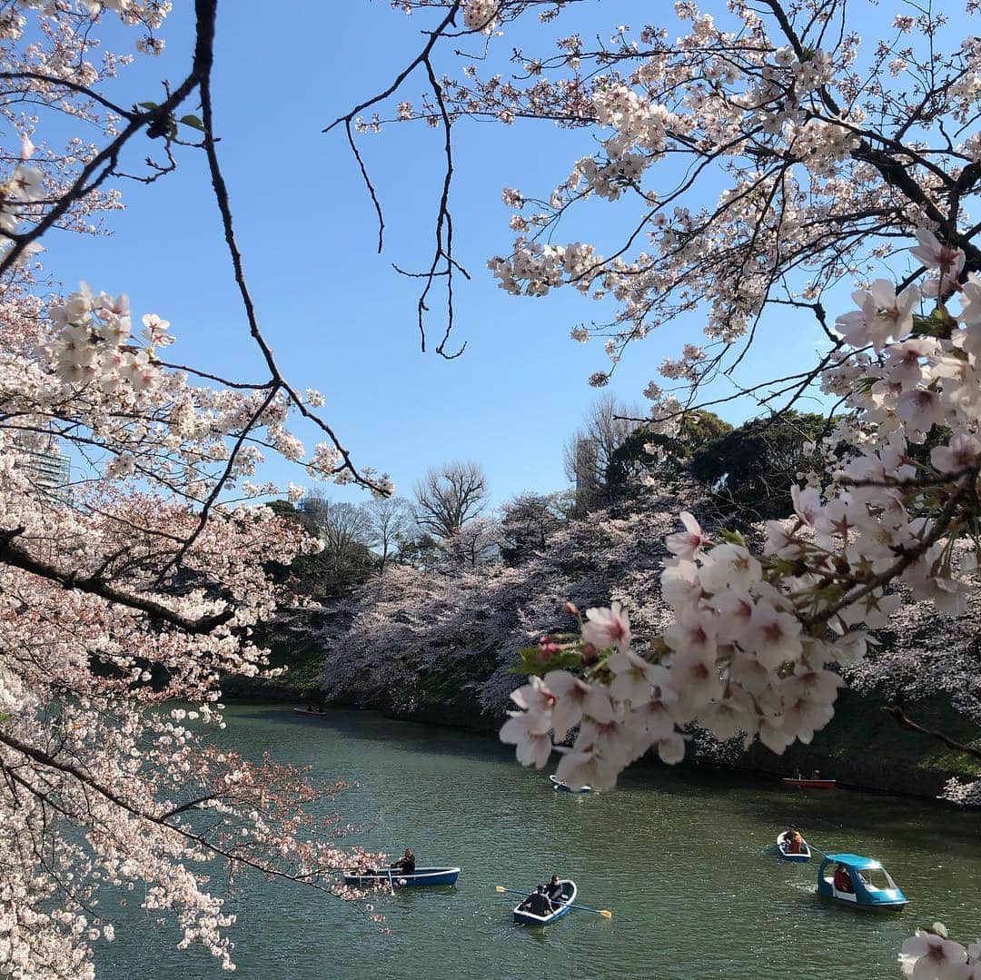 オリンピックさんのインスタグラム写真 - (オリンピックInstagram)「Cherry Blossoms 🌸in full bloom 😍 #Sakura @tokyo2020 ❤️❤️❤️#olympics」4月3日 9時52分 - olympics