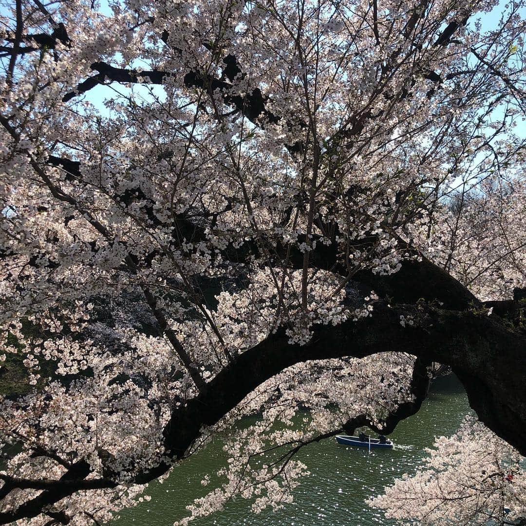 オリンピックさんのインスタグラム写真 - (オリンピックInstagram)「Cherry Blossoms 🌸in full bloom 😍 #Sakura @tokyo2020 ❤️❤️❤️#olympics」4月3日 9時52分 - olympics