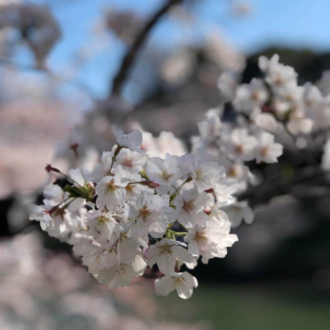 オリンピックさんのインスタグラム写真 - (オリンピックInstagram)「Cherry Blossoms 🌸in full bloom 😍 #Sakura @tokyo2020 ❤️❤️❤️#olympics」4月3日 9時52分 - olympics