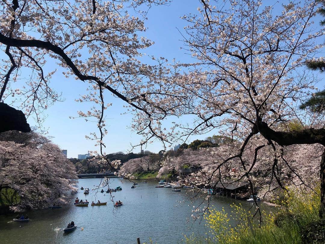 国際オリンピック委員会さんのインスタグラム写真 - (国際オリンピック委員会Instagram)「東京の満開の桜😍 @tokyo2020 #olympics #tokyo2020 #さくら」4月3日 9時53分 - gorin