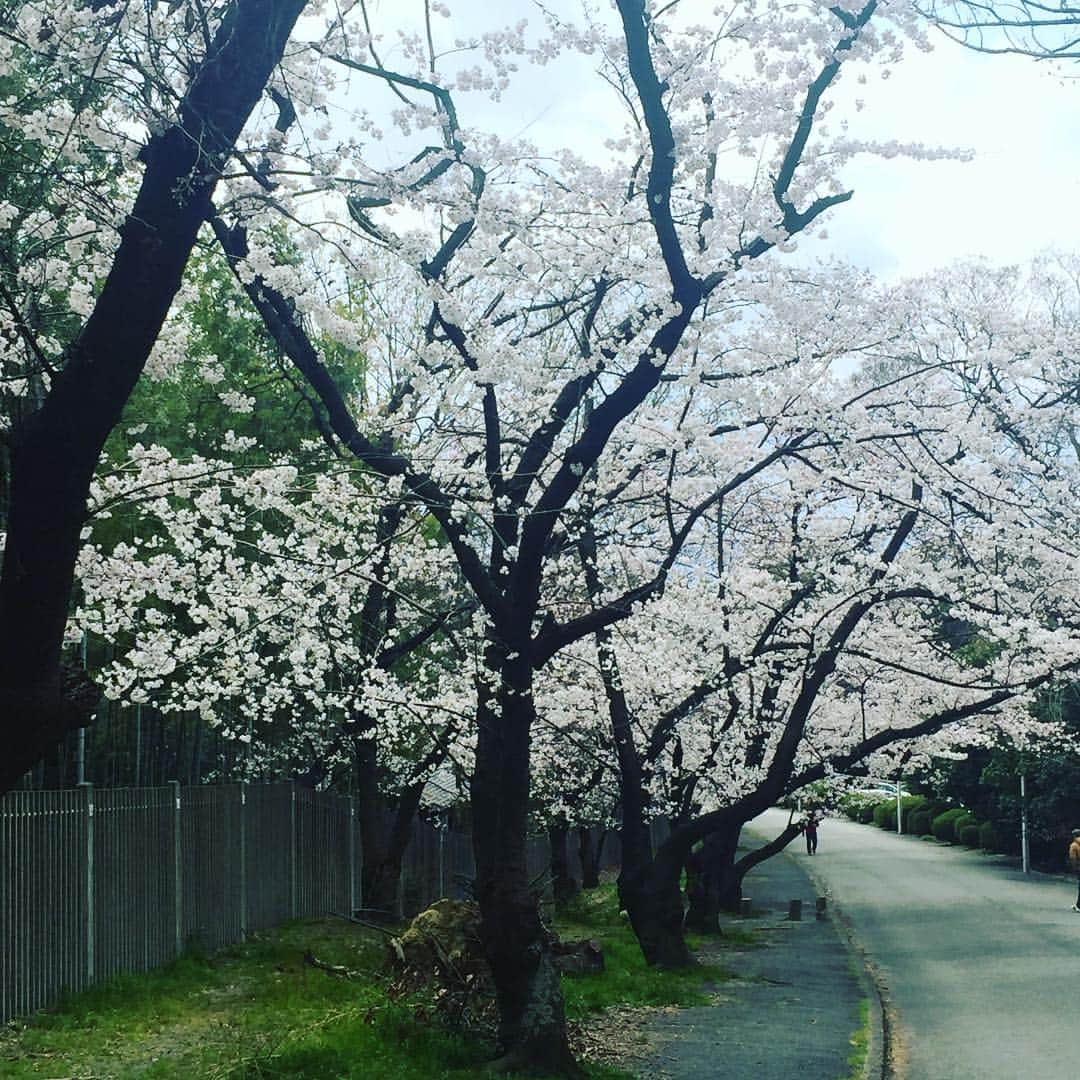 立田恭三さんのインスタグラム写真 - (立田恭三Instagram)「桜も満開！ ちょーっと写真じゃわかりにくいんですけど、、 １枚目、２枚目の桜は、 去年の台風で折れてしまった地元の桜。  折れても、地面に横たわっても、しっかり満開でした。  #折れた桜  #力をもらった  #しかし寒かった #緑地公園 #北摂散策」4月3日 9時55分 - tatsuta.ytv