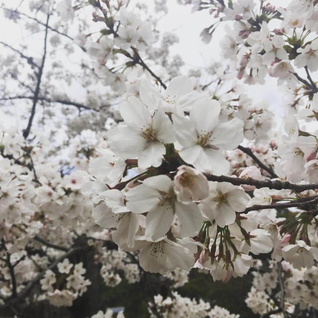 立田恭三さんのインスタグラム写真 - (立田恭三Instagram)「桜も満開！ ちょーっと写真じゃわかりにくいんですけど、、 １枚目、２枚目の桜は、 去年の台風で折れてしまった地元の桜。  折れても、地面に横たわっても、しっかり満開でした。  #折れた桜  #力をもらった  #しかし寒かった #緑地公園 #北摂散策」4月3日 9時55分 - tatsuta.ytv