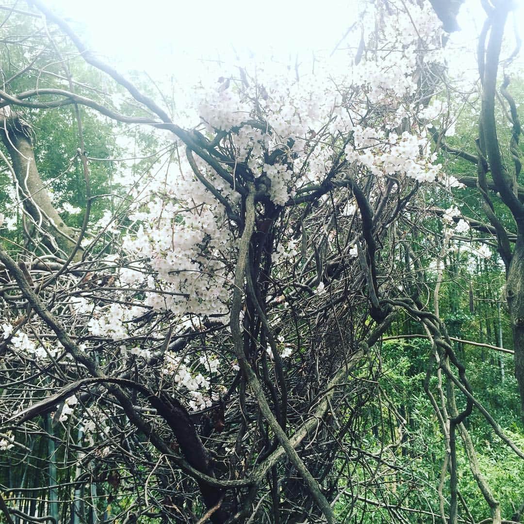 立田恭三のインスタグラム：「桜も満開！ ちょーっと写真じゃわかりにくいんですけど、、 １枚目、２枚目の桜は、 去年の台風で折れてしまった地元の桜。  折れても、地面に横たわっても、しっかり満開でした。  #折れた桜  #力をもらった  #しかし寒かった #緑地公園 #北摂散策」