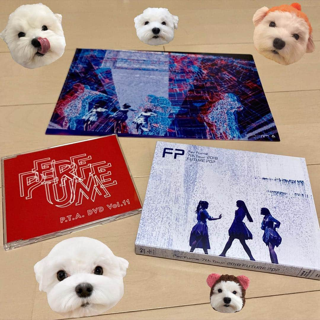 セロリさんのインスタグラム写真 - (セロリInstagram)「【Future Pop】 本日、Perfume 7th Tour 2018「Future Pop」 Blu-ray & DVD発売です。 強引な画像でごめんなさい。 みんな大好き茎ブロッコリー。 #maltese #マルチーズ #perfume #prfm #futurepop #うさぎ #rabbit #茎ブロッコリー」4月3日 10時00分 - celeryrabbit