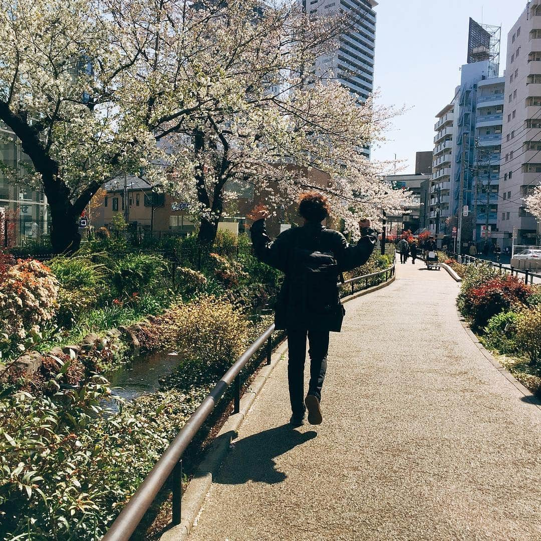 白井將人さんのインスタグラム写真 - (白井將人Instagram)「桜、とイカワさん」4月3日 10時02分 - sheeelie