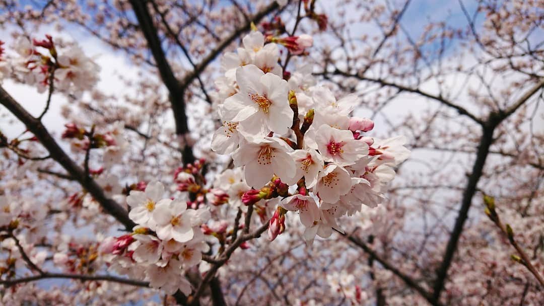 桜花のインスタグラム