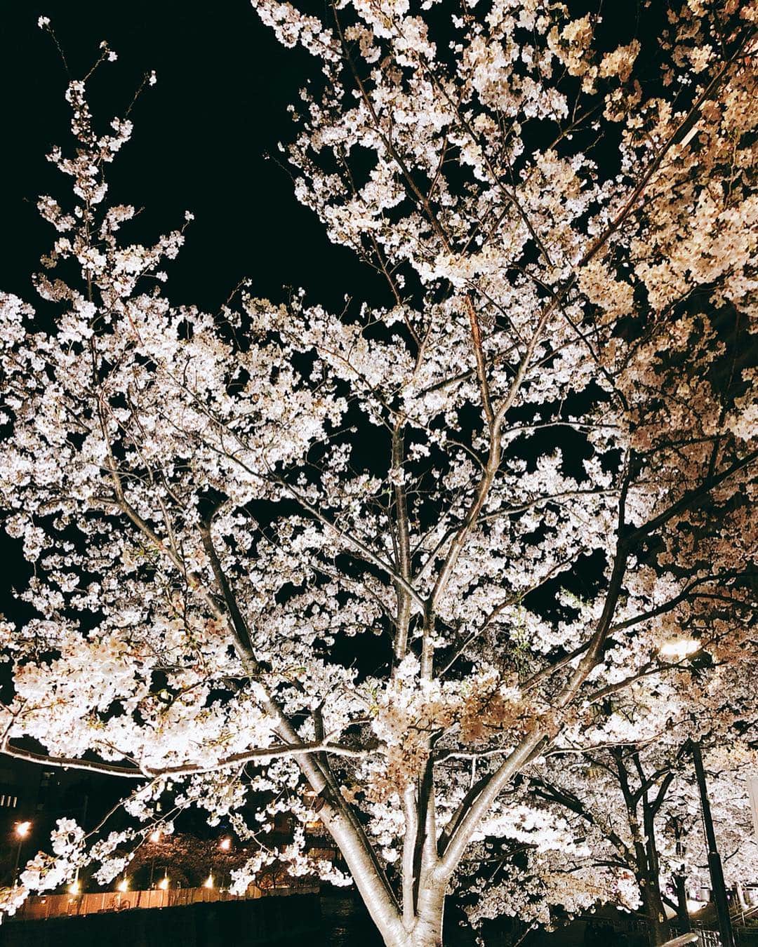 菊地亜美さんのインスタグラム写真 - (菊地亜美Instagram)「・ おはようございます🌞 昨日お散歩しながら、御殿山の🌸をみて⇨目黒川のライトアップされた夜桜も見れたんです🌸🌃 はぁ綺麗🥺日本に生まれて良かったな…☺️ 今日も1日頑張りましょう☺︎❤︎」4月3日 10時12分 - amikikuchi0905