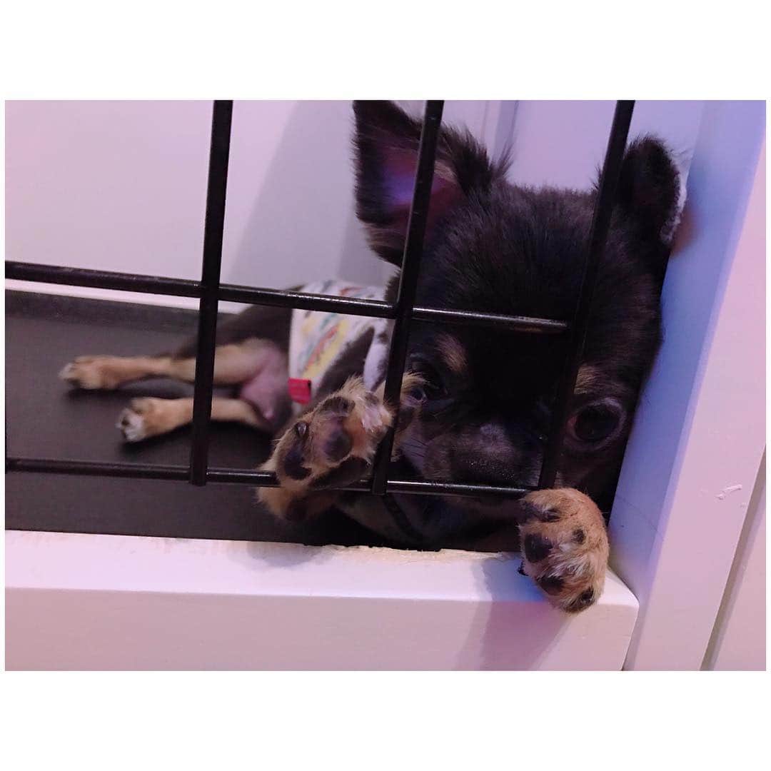 有明ゆなさんのインスタグラム写真 - (有明ゆなInstagram)「今日はじゅりさんがお疲れモード？ それともいじけてるのかな？笑笑 . . . . #愛犬 #チワワ #チワワちゃん #チワワ画像 #チワワ多頭飼い #ちわわ #ちわわ多頭飼い #ちわわ画像 #イヌスタグラム #イヌ #犬 #いぬ #いぬすたぐらむ #いぬすた #いぬすき #dog #dogstagram #dogsofinstagram #dogs #instadog #ぶちゃかわ #ぶちゃいく #ぶちゃ」4月3日 10時12分 - ariake_yuna