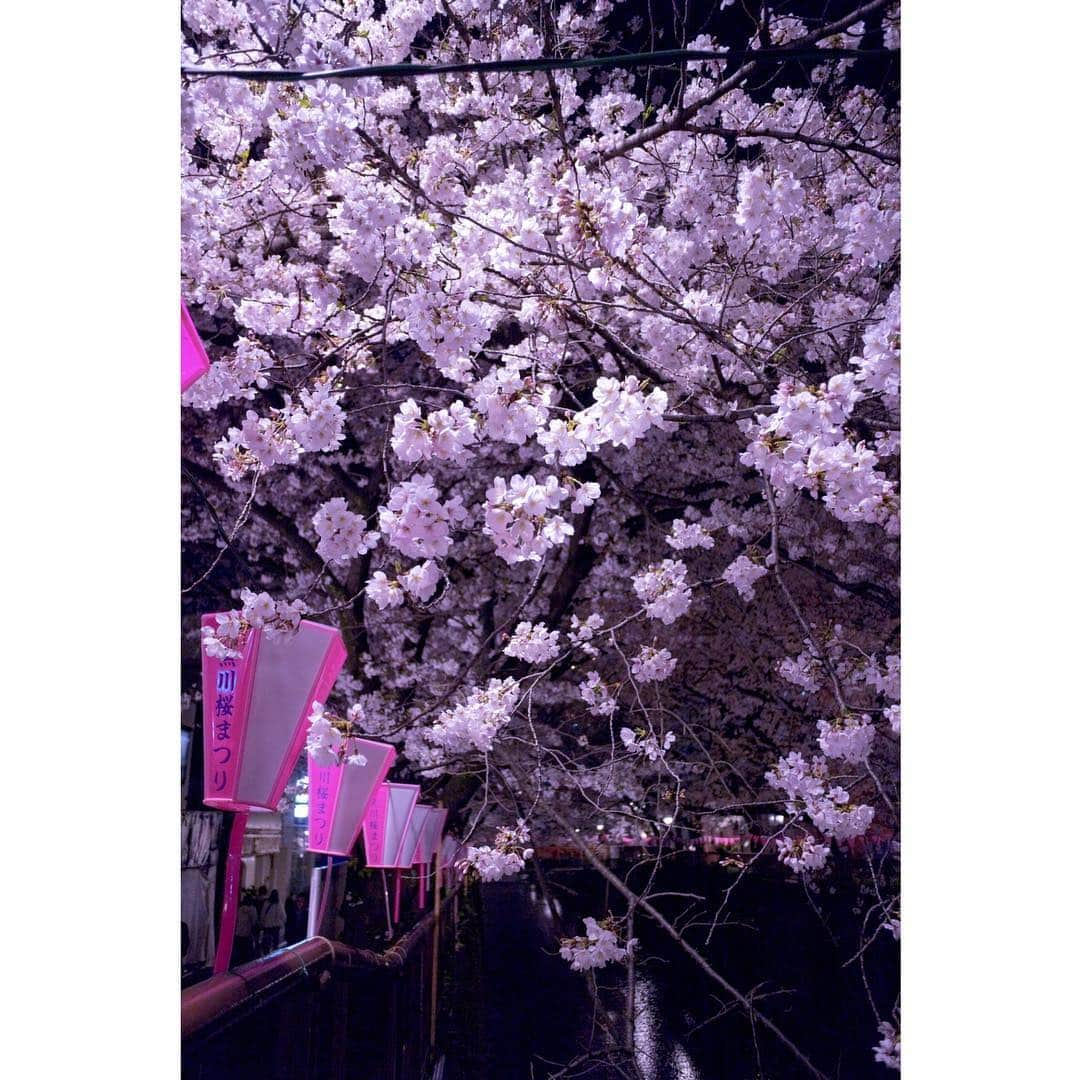 LiSAさんのインスタグラム写真 - (LiSAInstagram)「お花見にわすれちゃいけないもの #可愛い子と桜🌸 @hinaofficial0313  #SILENTSIREN #LiSA #りさふぉと」4月3日 10時14分 - xlisa_olivex