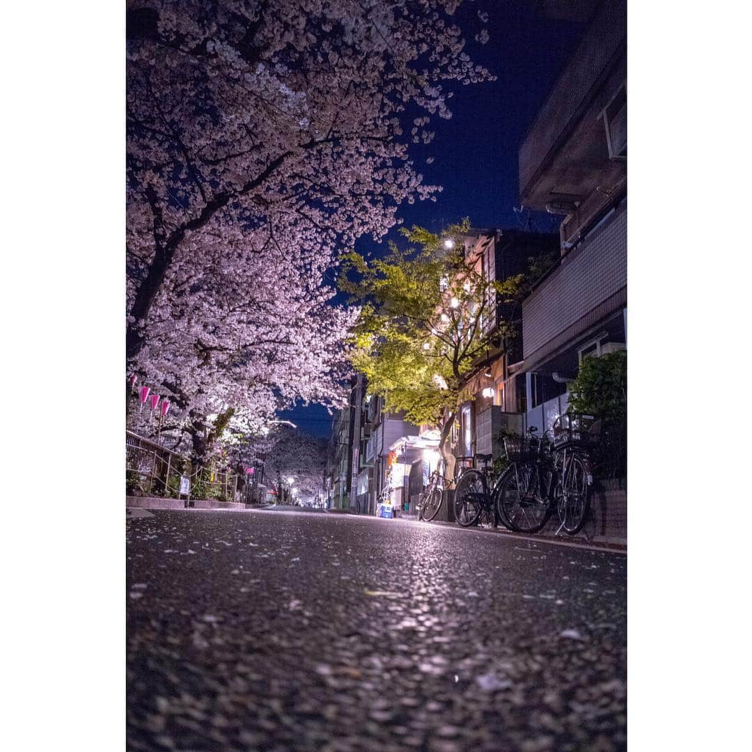 LiSAさんのインスタグラム写真 - (LiSAInstagram)「お花見にわすれちゃいけないもの #可愛い子と桜🌸 @hinaofficial0313  #SILENTSIREN #LiSA #りさふぉと」4月3日 10時14分 - xlisa_olivex