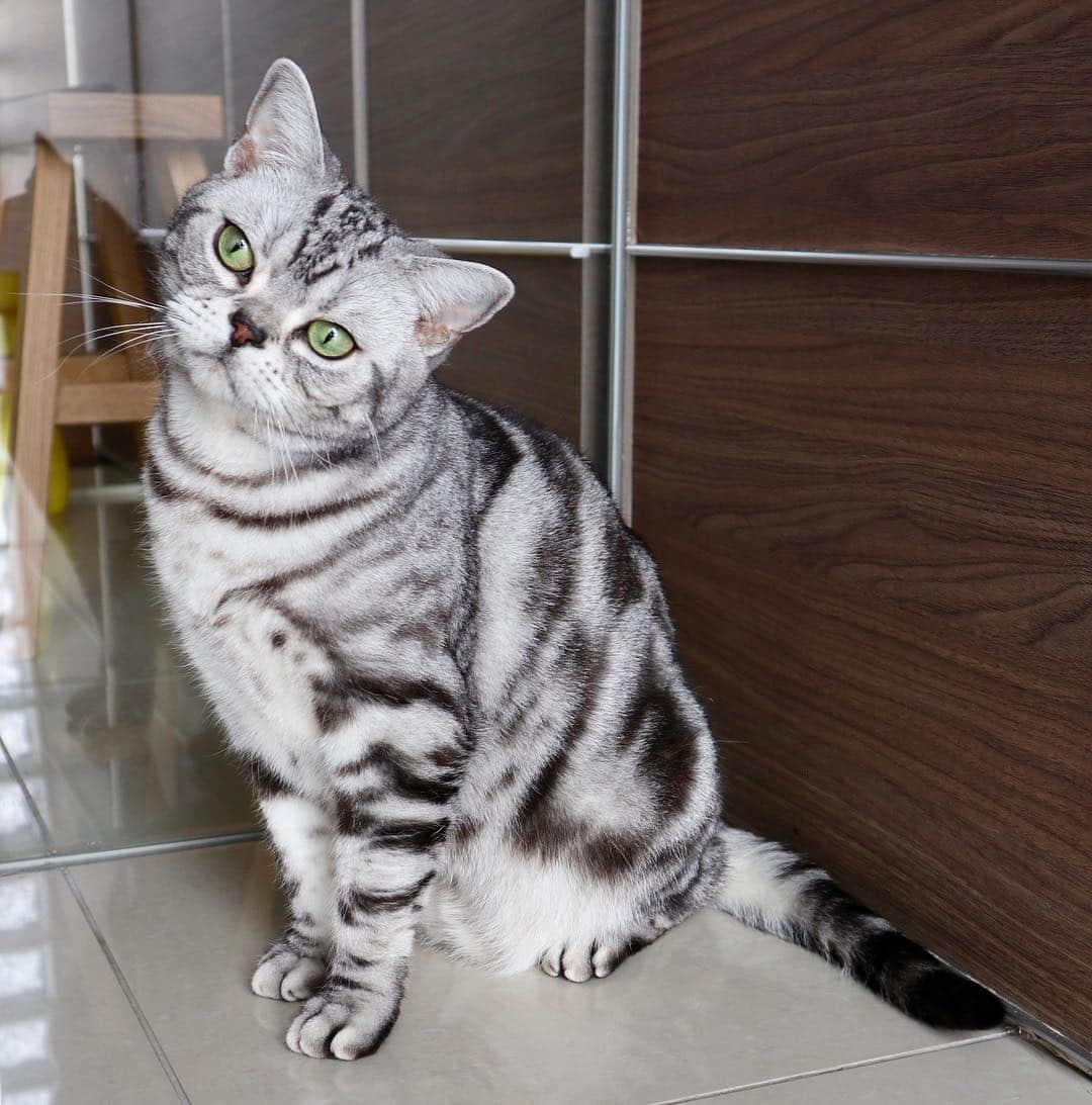 草間淑江さんのインスタグラム写真 - (草間淑江Instagram)「・ ・今日の１枚❤️ ・ #我が家の猫#アメリカンショートヘア#cat」4月3日 10時25分 - yoshie_kusama
