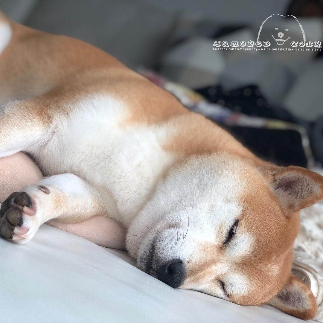 Alex Toさんのインスタグラム写真 - (Alex ToInstagram)「😴😴😴 #cute #dog #doglover #dogsofinstagram #dogoftheday #dogofthedayjp #dogstagram #fluffy #hkig #hongkong #ilovemydog #instadog #instagood #instamood #instagraphy #shibainu #samoyedoninstagram #pet #petlovers #petsofinstagram #petstagram #photooftheday #puppy #pupsofinstagram #samoyed #samoyedsofinstagram #webstagram #犬 #サモエド」4月3日 10時19分 - alexto