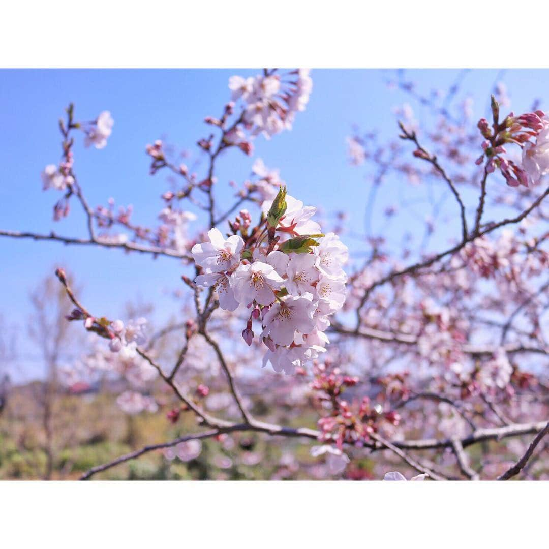 山口大地さんのインスタグラム写真 - (山口大地Instagram)「・ 鹿児島の実家にある桜の木も ようやく綺麗に咲いてきたと、弟から写真が送られてきました。 ・ それを二階から密かに見つめる クゥ太郎の姿も ・ 彼はなにを思うのか。 ・ #鹿児島#実家#桜 #cherryblossom #ダックス#哀愁」4月3日 10時24分 - yamaguchidaichi_official